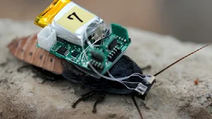 Тараканы-киборги в шлемах: японские учёные придумали необычный способ управления насекомыми