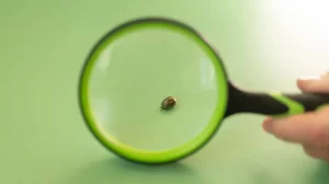 Ученые доказали, какой паразит стал первым для человека