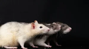 Электричество против паралича: крошечный имплант вернул крысам подвижность