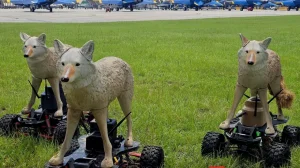 Роботы-койоты на страже аэродромов: как армия США отпугивает птиц