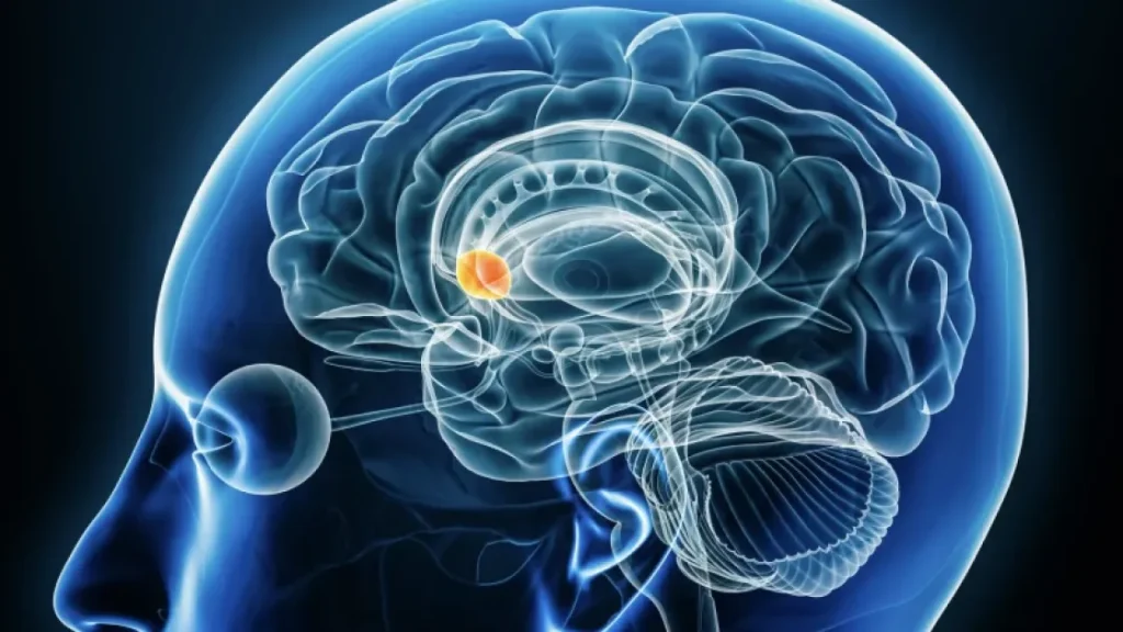 Разгадана тайна дофамина: нейромедиатор работает не так как считалось ранее