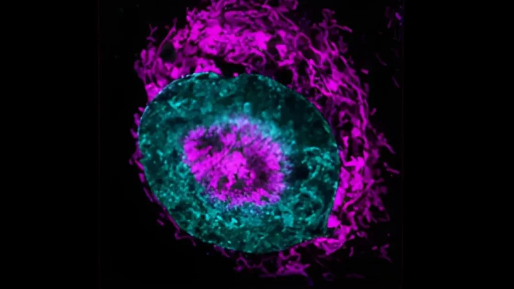 Энергетический допинг: раковые клетки выживают в экстремальных условиях