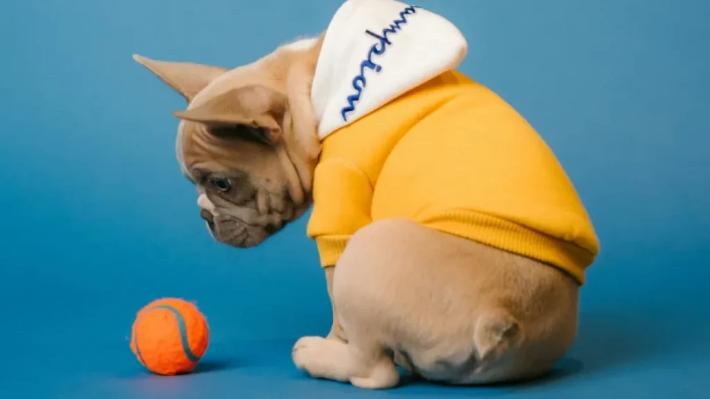 Ученые обнаружили у собак склонность к игрушечной зависимости