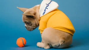 Ученые обнаружили у собак склонность к игрушечной зависимости