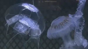 Китайские ученые создали робота-медузу для шпионажа в океане