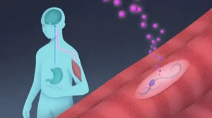 Ученые нашли способ сохранить мышцы во время диеты