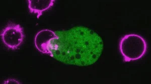 Паразит-невидимка: как амёба крадёт белки человека для маскировки